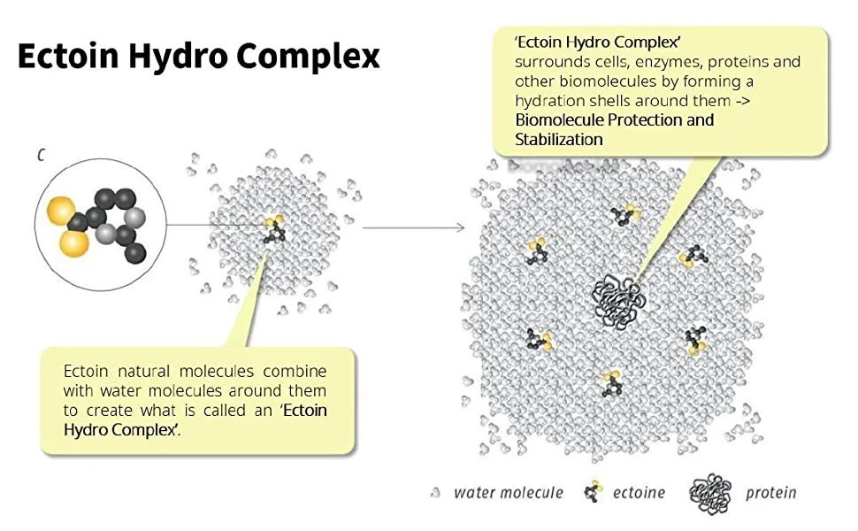 Ectoin′s Main Benefits for Skincare Ectoine Pure Powder 96702-03-3 Niche Cosmetic
